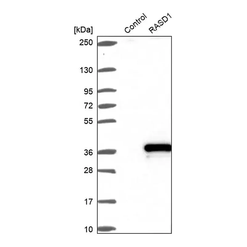 Merck Anti-RASD1 antibody produced in rabbit