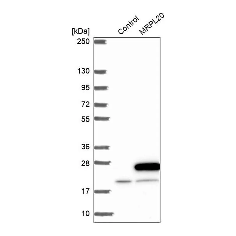 Merck Anti-MRPL20 antibody produced in rabbit