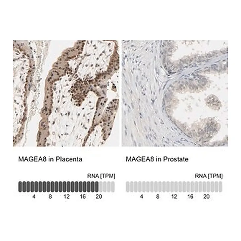 Merck Anti-MAGEA8 antibody produced in rabbit
