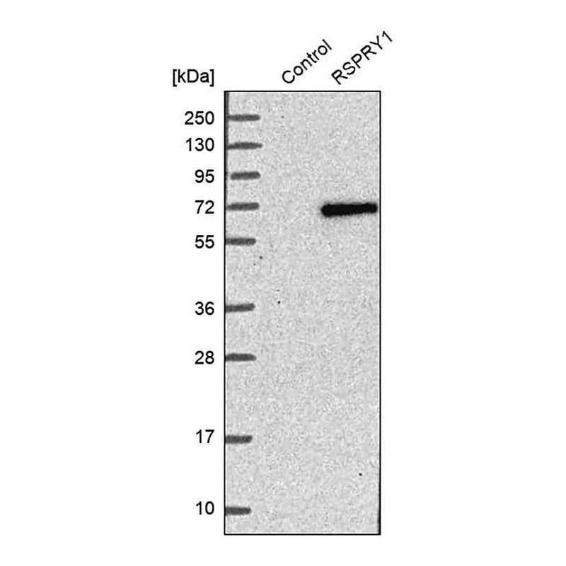 Merck Anti-RSPRY1 antibody produced in rabbit