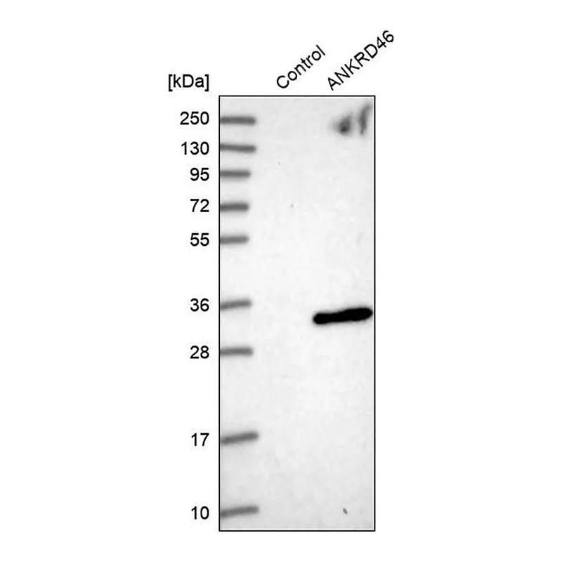 Merck Anti-ANKRD46 antibody produced in rabbit