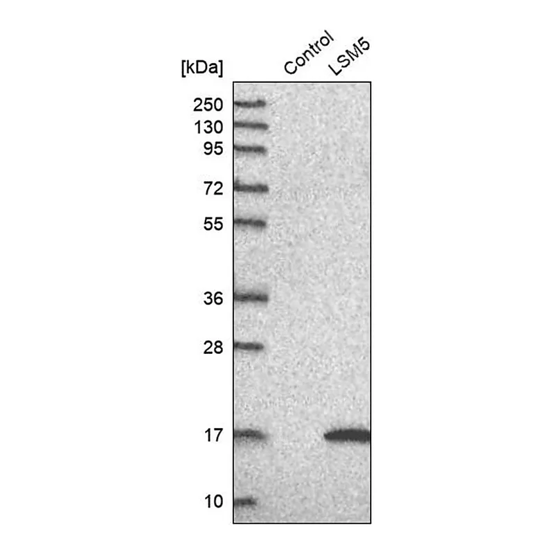 Merck Anti-LSM5 antibody produced in rabbit