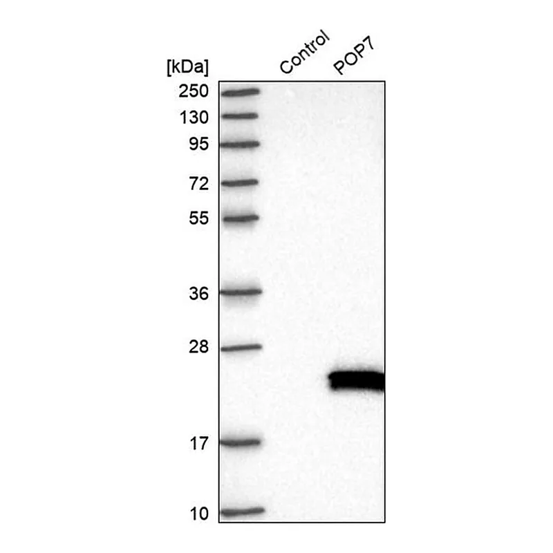 Merck Anti-POP7 antibody produced in rabbit