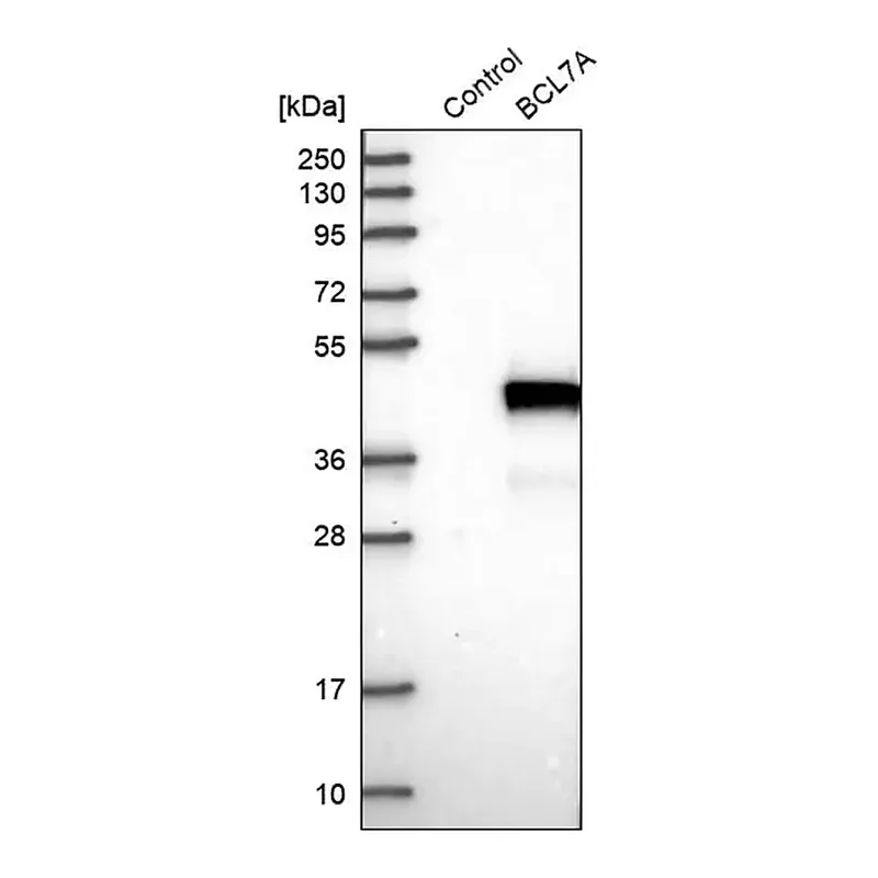 Merck Anti-BCL7A antibody produced in rabbit