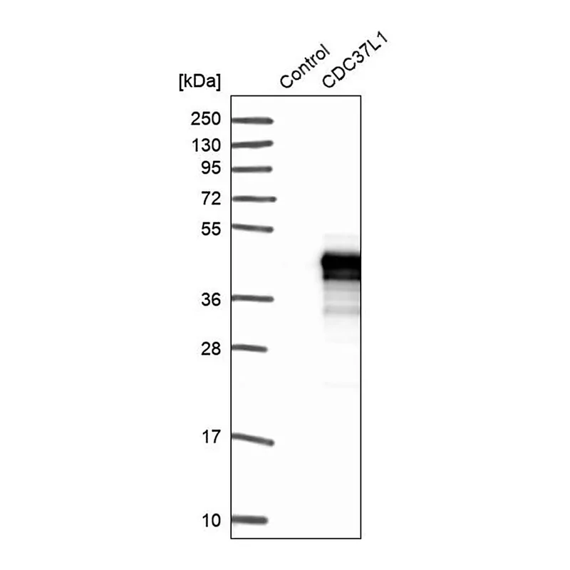 Merck Anti-CDC37L1 antibody produced in rabbit