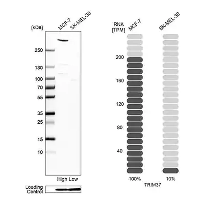 Merck Anti-TRIM37 antibody produced in rabbit