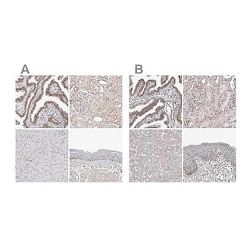 Merck Anti-WRAP53 antibody produced in rabbit