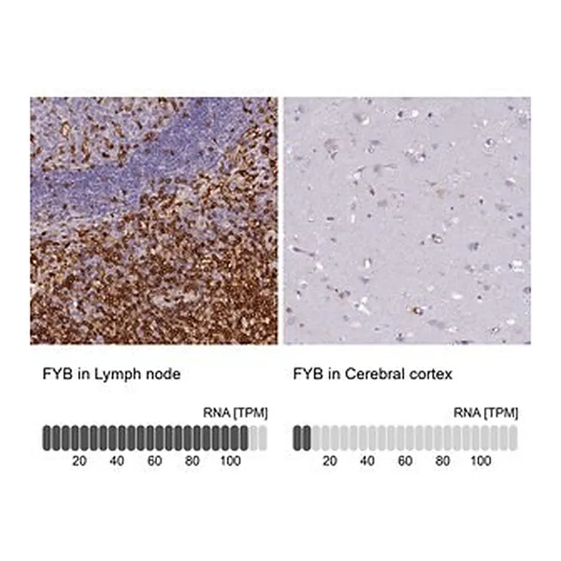 Merck Anti-FYB antibody produced in rabbit