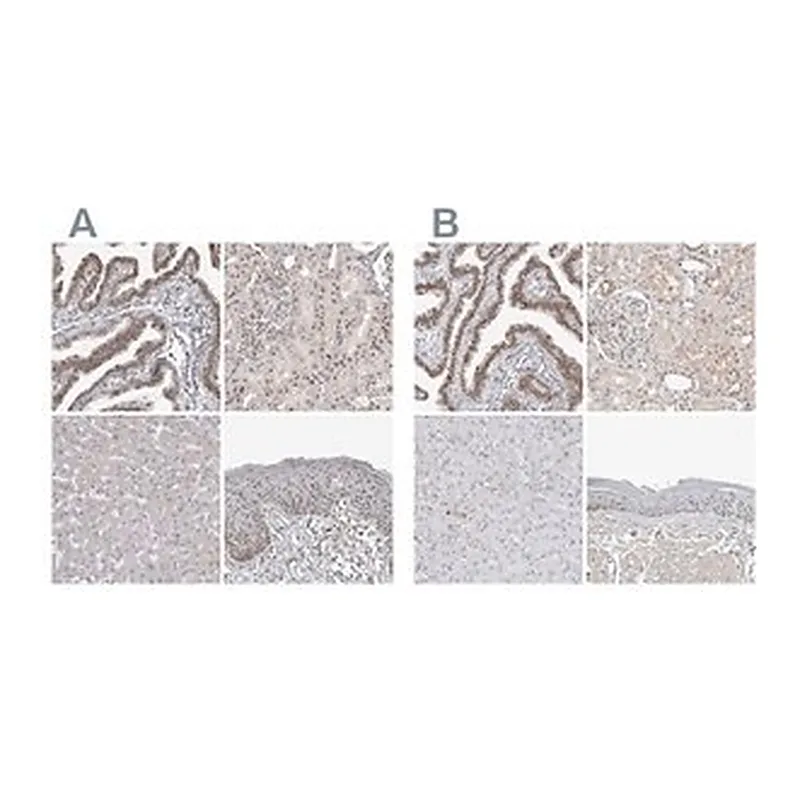 Merck Anti-WRAP53 antibody produced in rabbit
