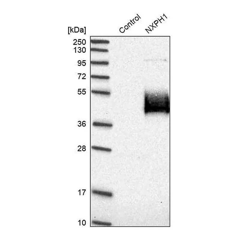 Merck Anti-NXPH1 antibody produced in rabbit