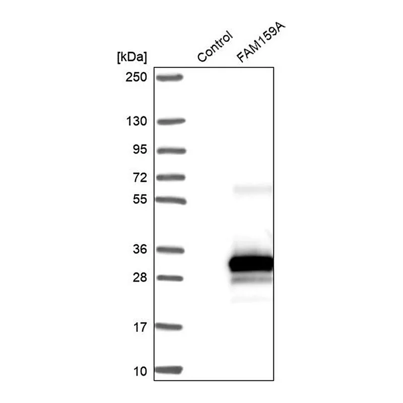 Merck Anti-FAM159A antibody produced in rabbit