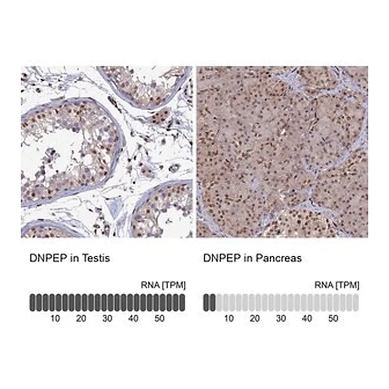 Merck Anti-DNPEP antibody produced in rabbit