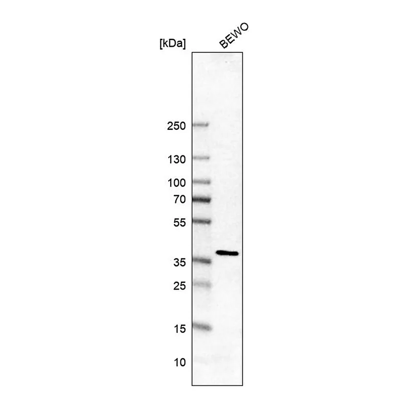 Merck Anti-SEC13 antibody produced in rabbit