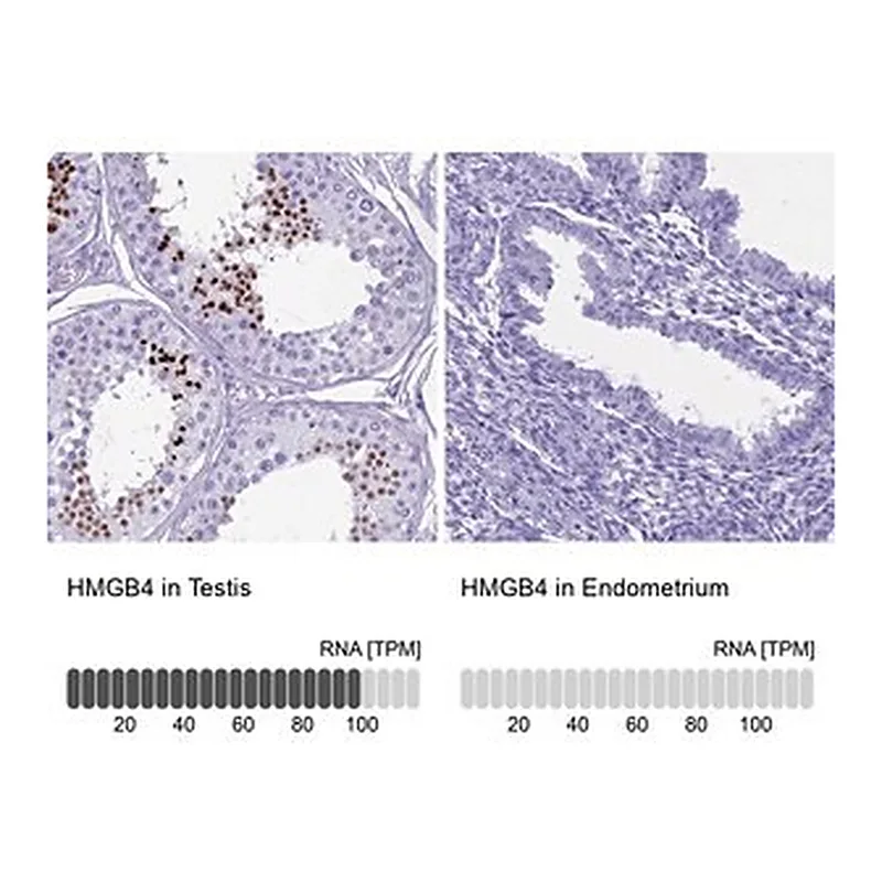 Merck Anti-HMGB4 antibody produced in rabbit