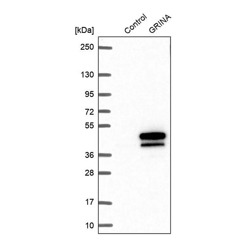 Merck Anti-GRINA antibody produced in rabbit