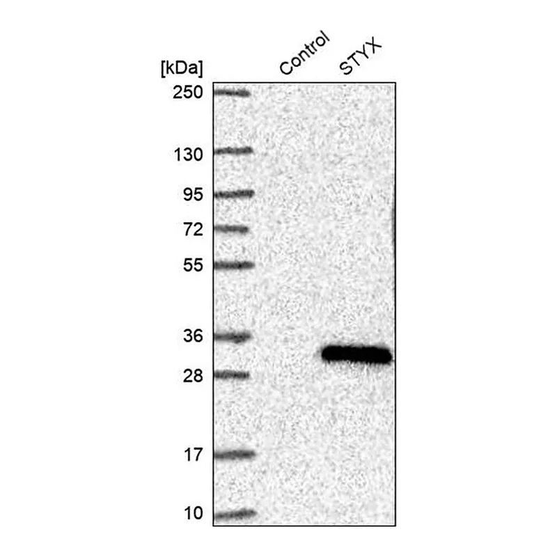 Merck Anti-STYX antibody produced in rabbit