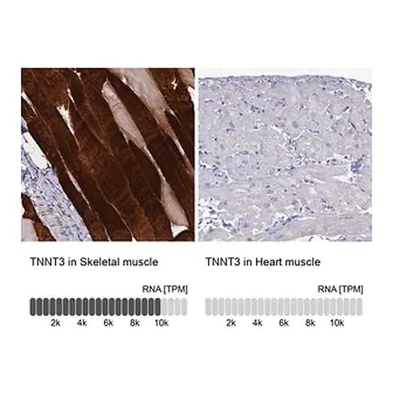 Merck Anti-TNNT3 antibody produced in rabbit