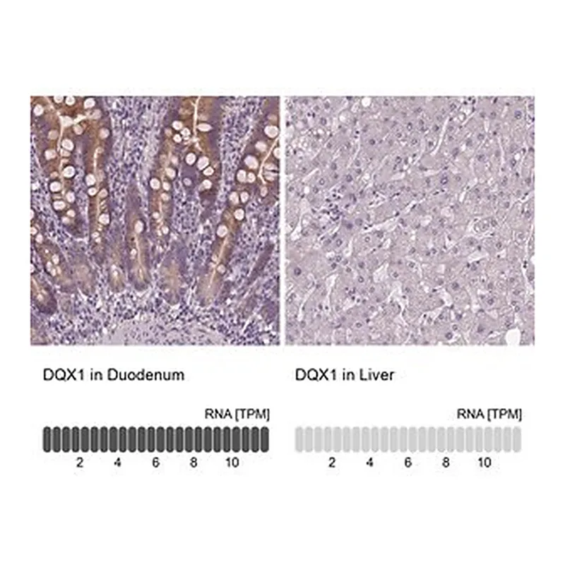 Merck Anti-DQX1 antibody produced in rabbit