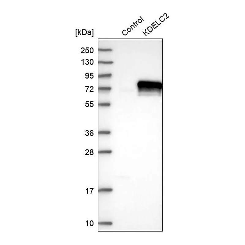 Merck Anti-KDELC2 antibody produced in rabbit