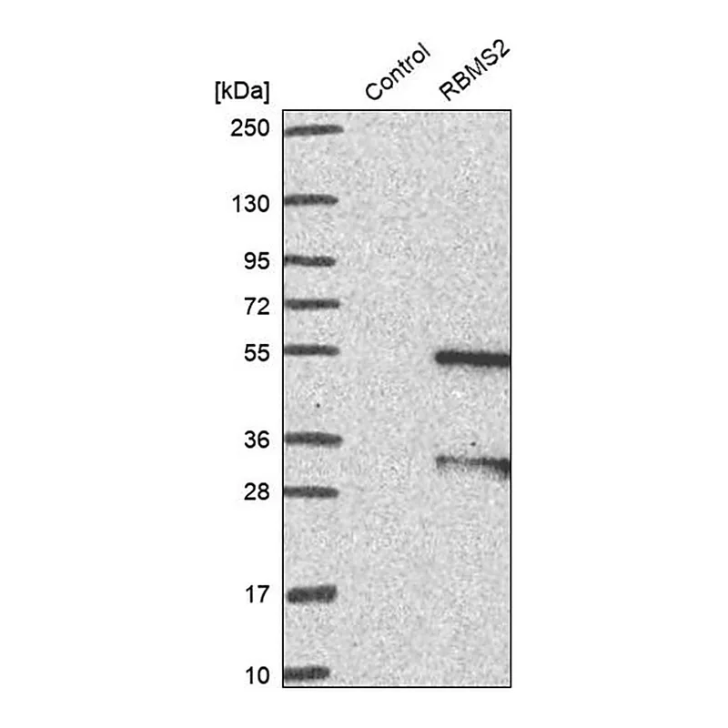 Merck Anti-RBMS2 antibody produced in rabbit