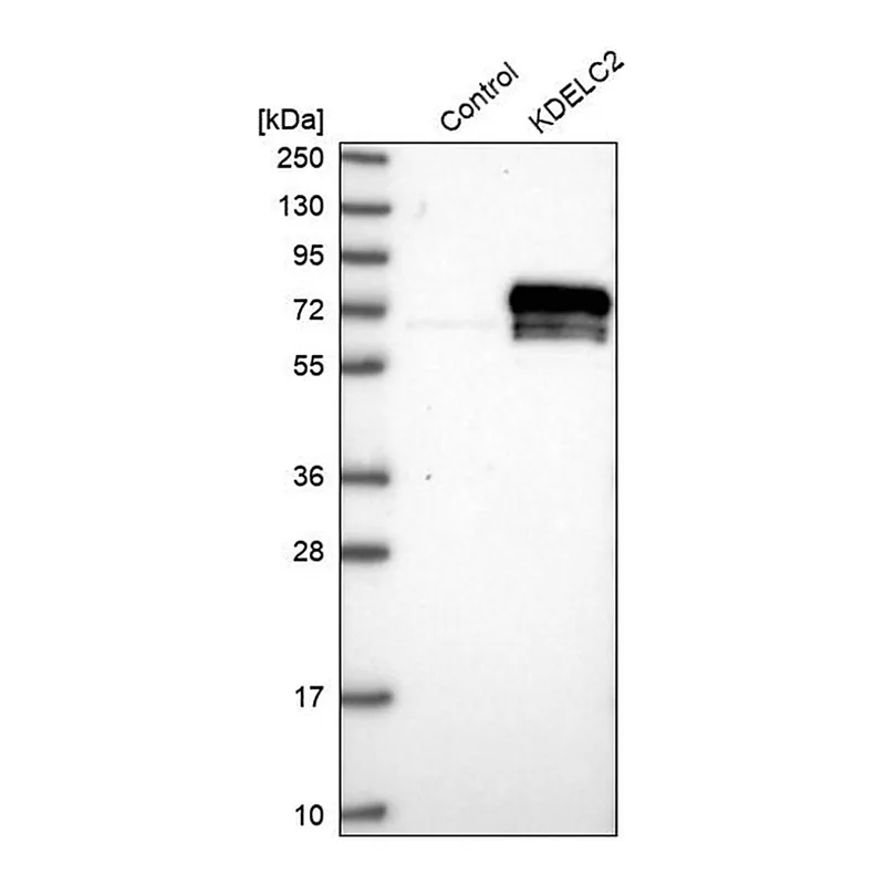 Merck Anti-KDELC2 antibody produced in rabbit