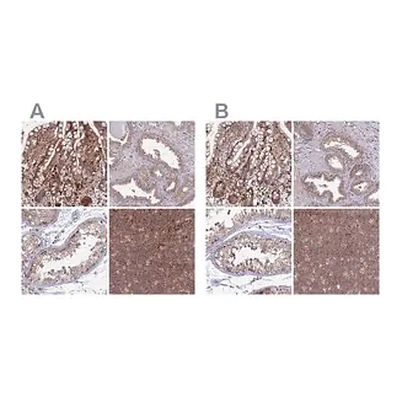 Merck Anti-GOLGA3 antibody produced in rabbit