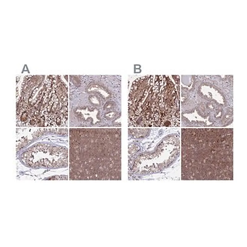 Merck Anti-GOLGA3 antibody produced in rabbit