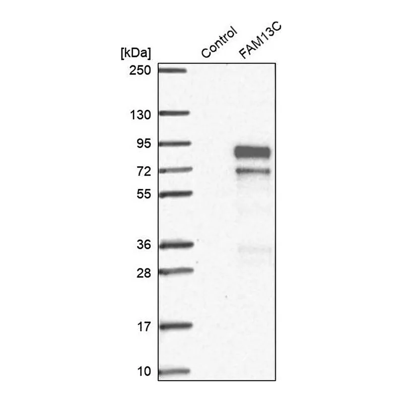 Merck Anti-FAM13C antibody produced in rabbit