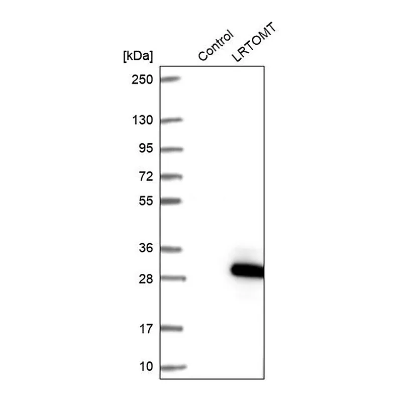 Merck Anti-LRTOMT antibody produced in rabbit