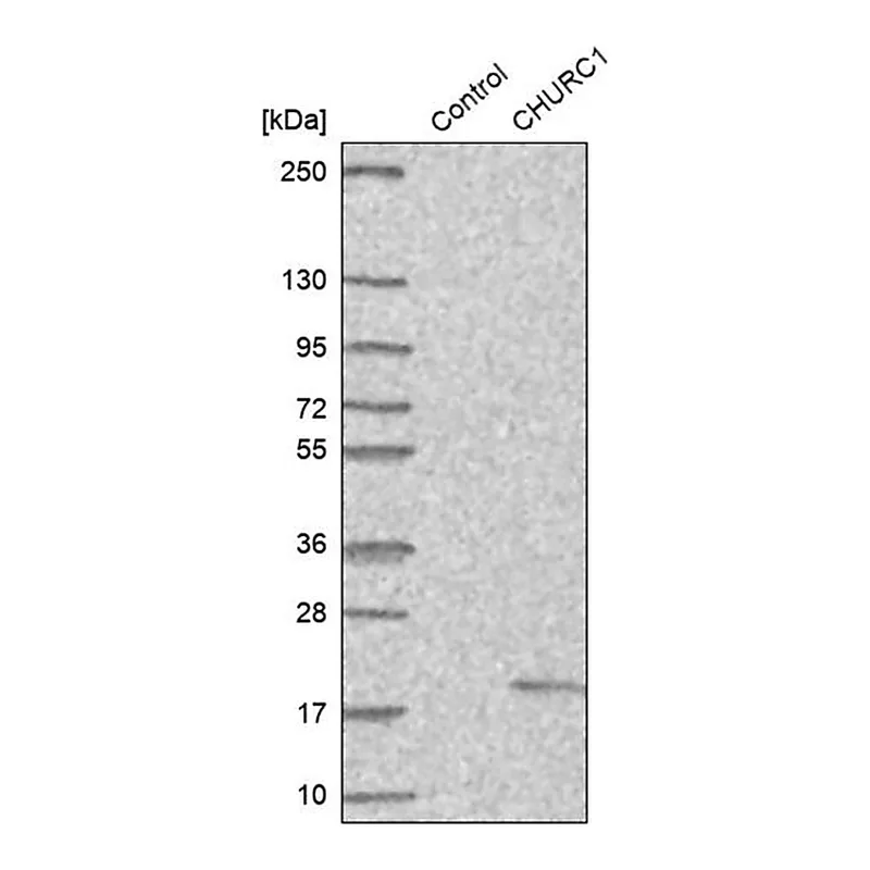 Merck Anti-CHURC1 antibody produced in rabbit