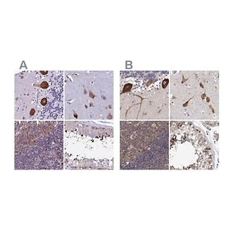 Merck Anti-EEF1G antibody produced in rabbit