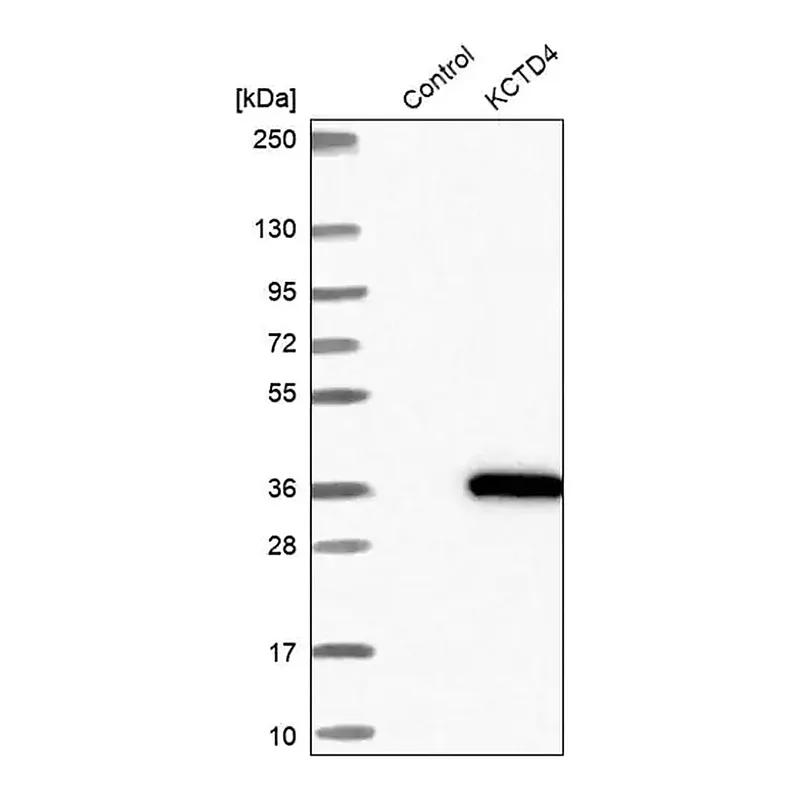 Merck Anti-KCTD4 antibody produced in rabbit