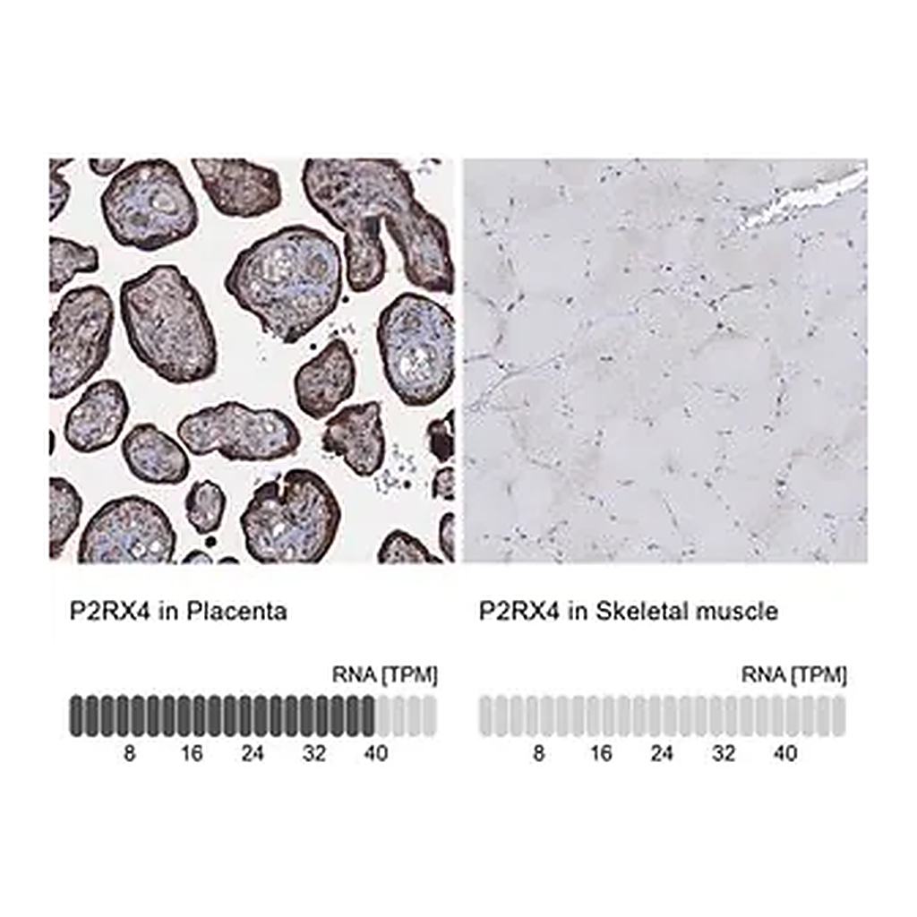 Merck Anti-P2RX4 antibody produced in rabbit