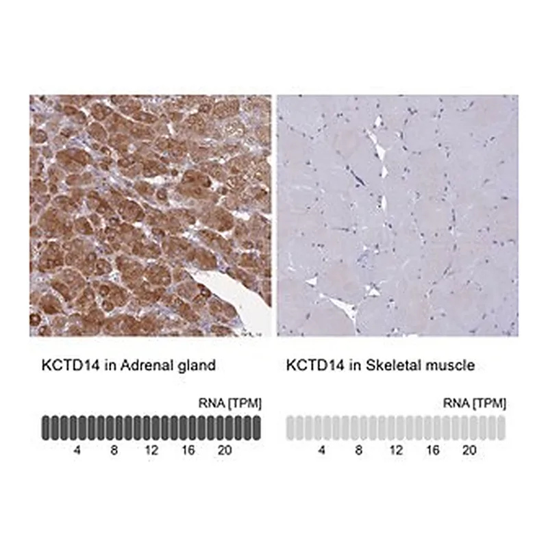 Merck Anti-KCTD14 antibody produced in rabbit