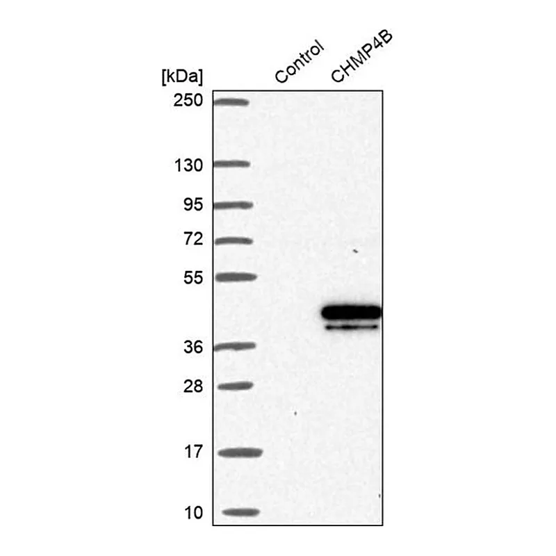 Merck Anti-CHMP4B antibody produced in rabbit