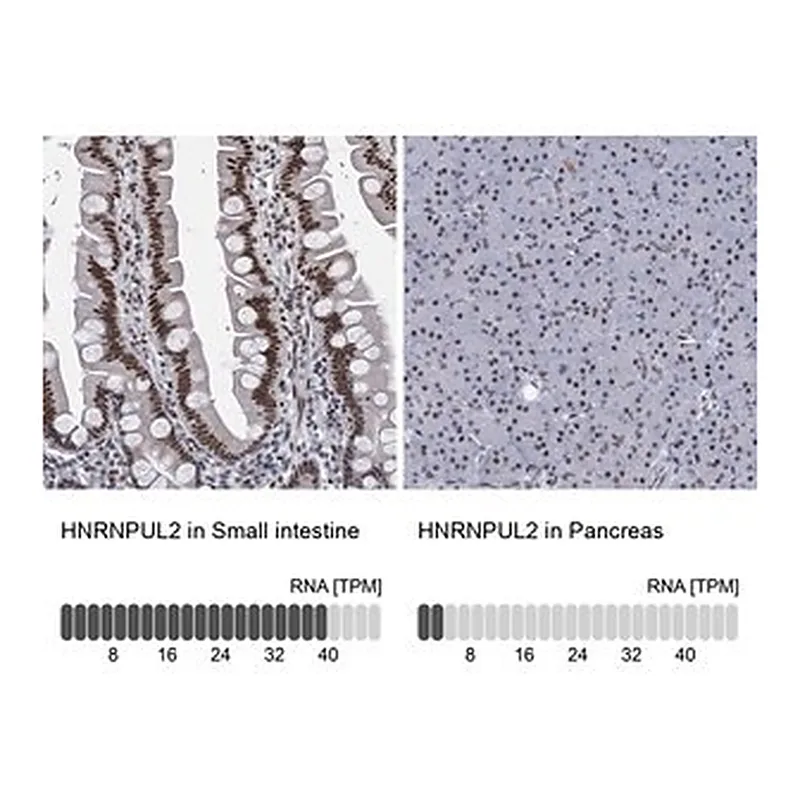 Merck Anti-HNRNPUL2 antibody produced in rabbit