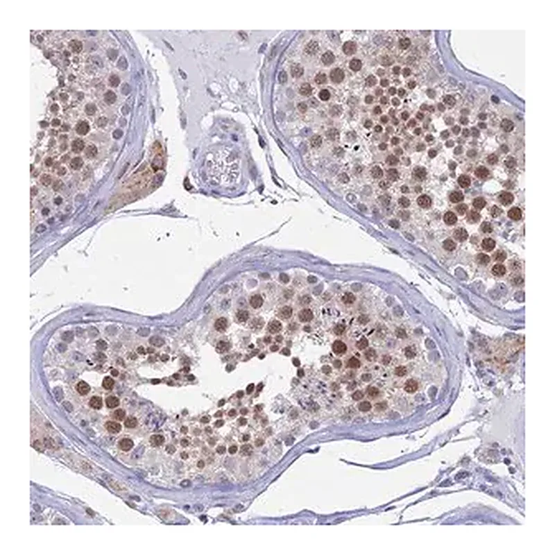 Merck Anti-AC004381.6 antibody produced in rabbit