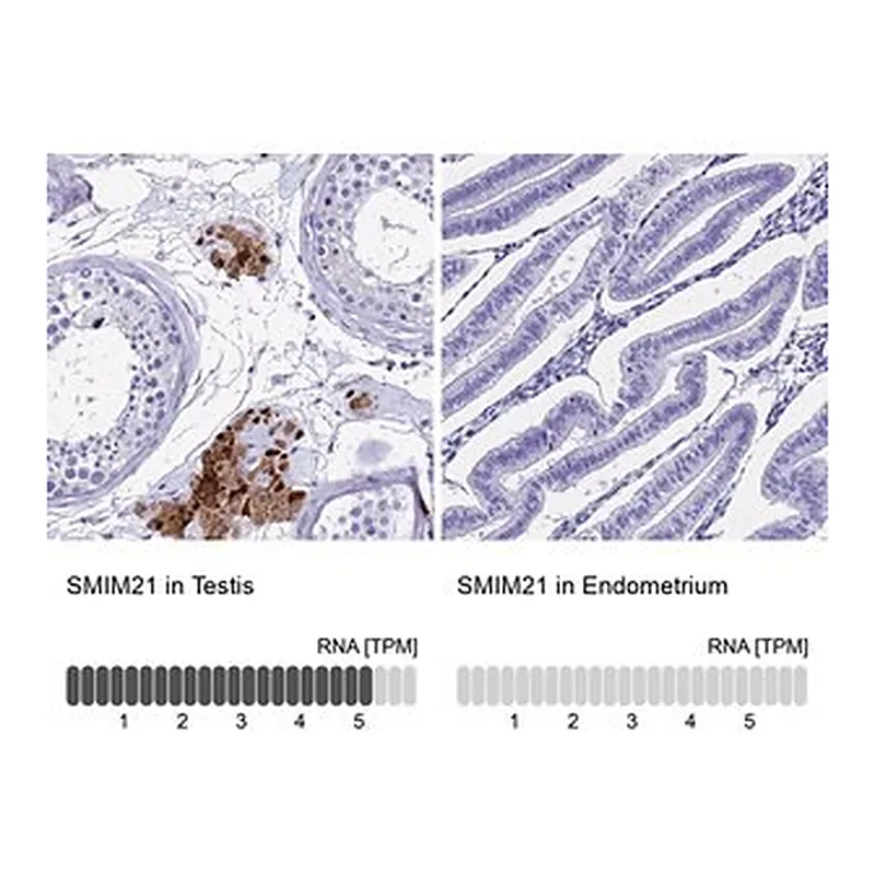 Merck Anti-SMIM21 antibody produced in rabbit