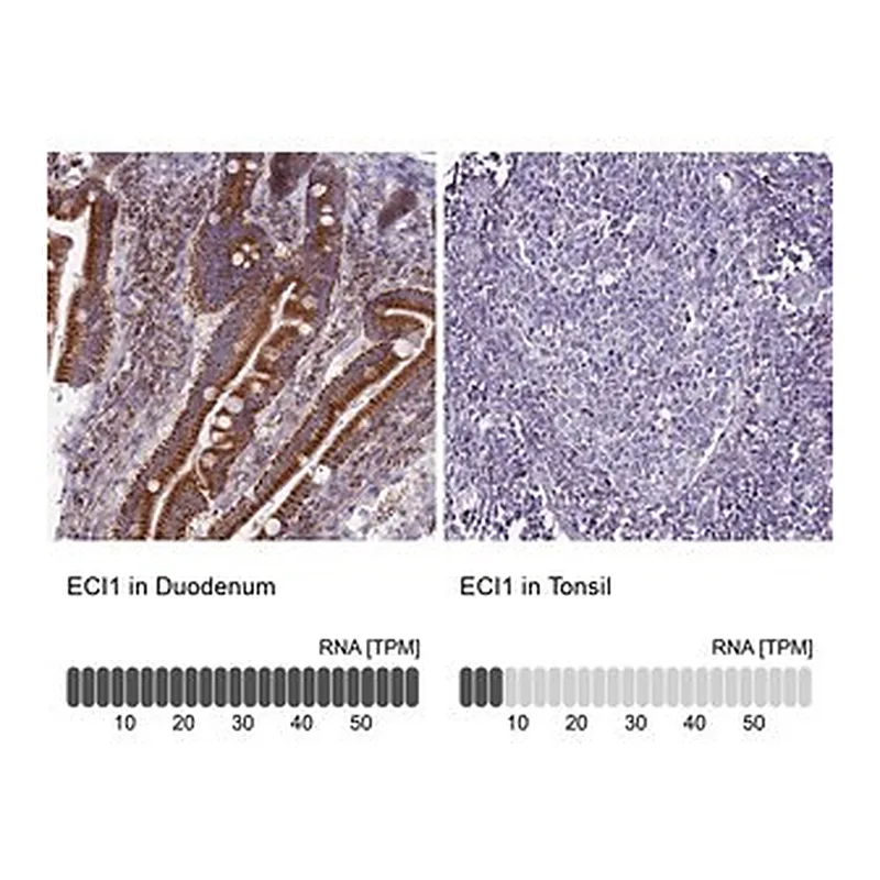Merck Anti-ECI1 antibody produced in rabbit
