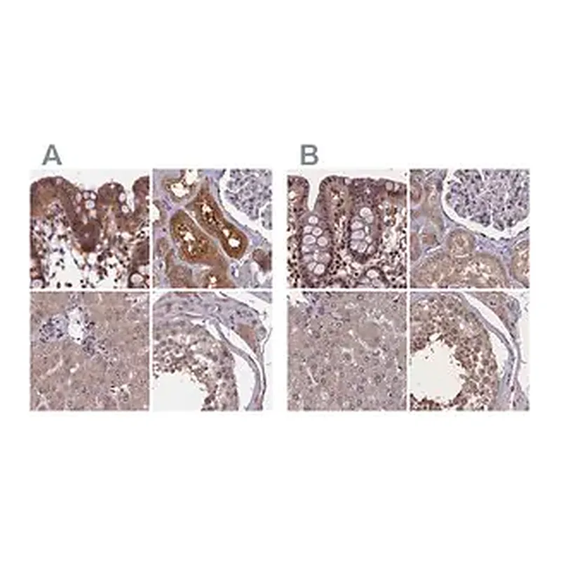 Merck Anti-NUBP1 antibody produced in rabbit