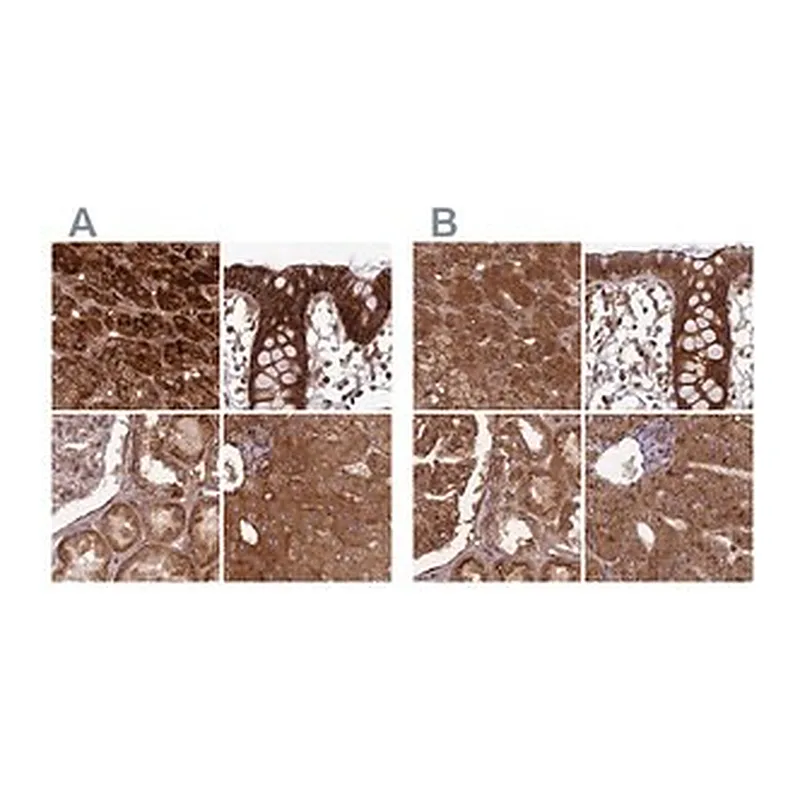 Merck Anti-TCF25 antibody produced in rabbit