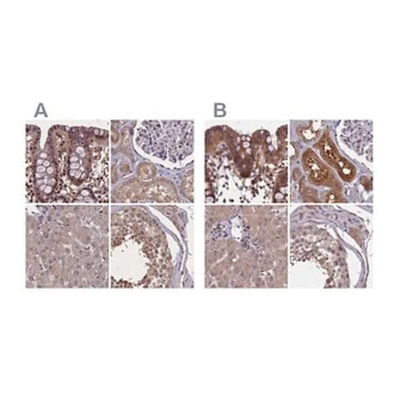 Merck Anti-NUBP1 antibody produced in rabbit