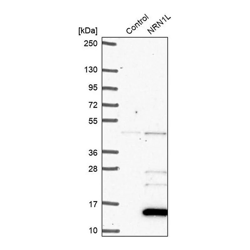 Merck Anti-NRN1L antibody produced in rabbit