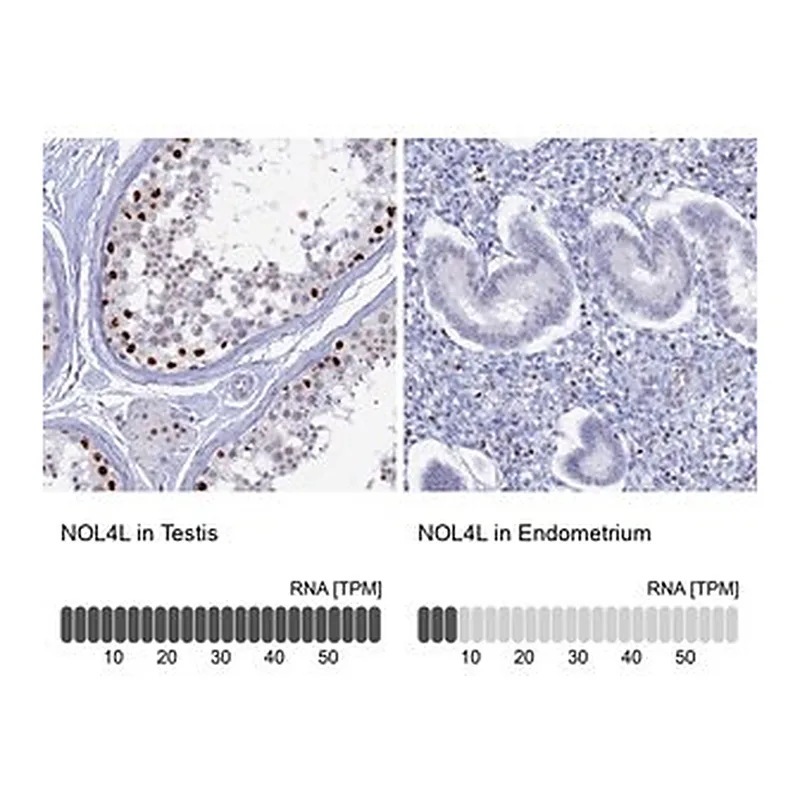 Merck Anti-NOL4L antibody produced in rabbit