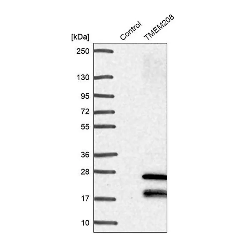 Merck Anti-TMEM208 antibody produced in rabbit