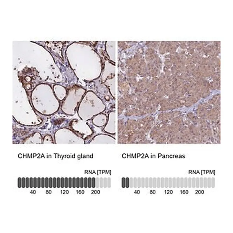 Merck Anti-CHMP2A antibody produced in rabbit