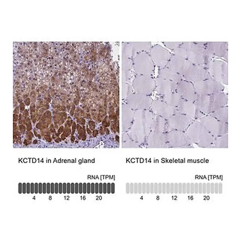 Merck Anti-KCTD14 antibody produced in rabbit