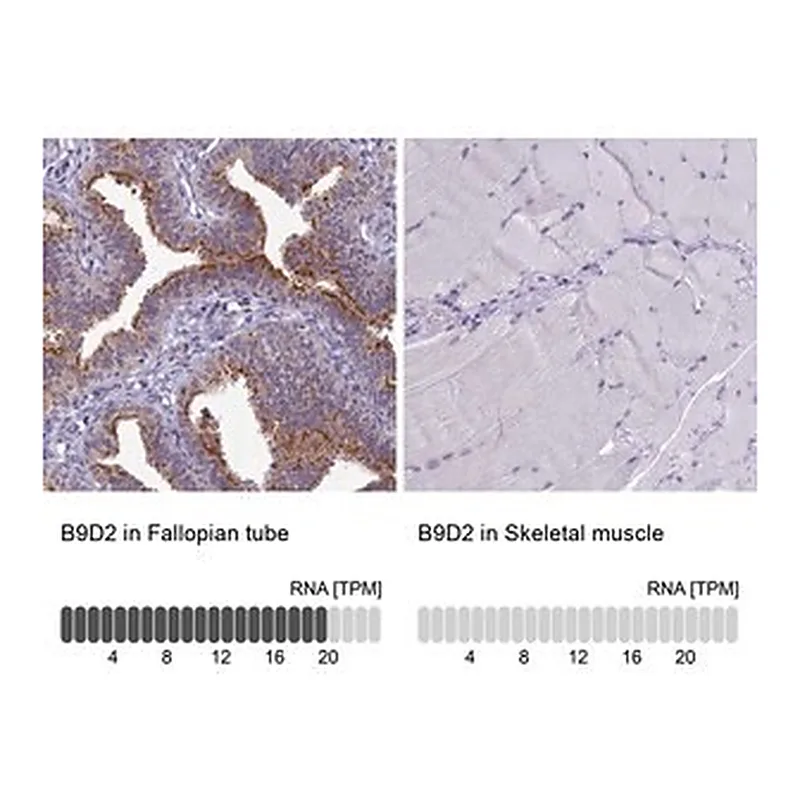 Merck Anti-B9D2 antibody produced in rabbit