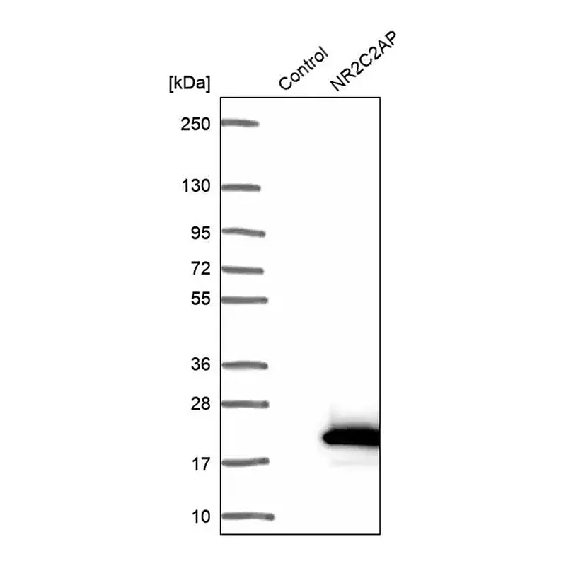 Merck Anti-NR2C2AP antibody produced in rabbit