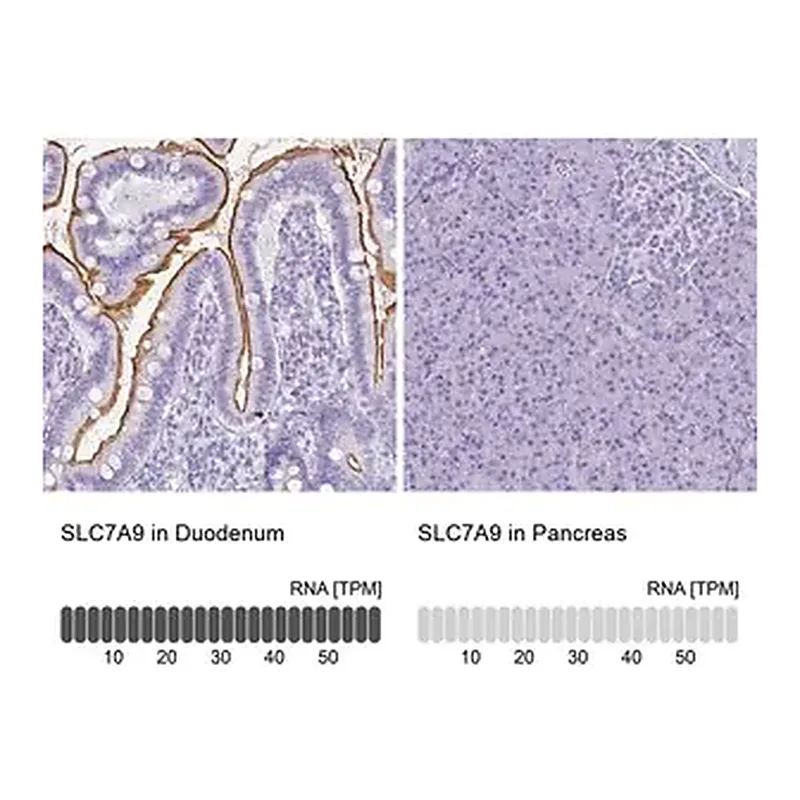 Merck Anti-SLC7A9 antibody produced in rabbit